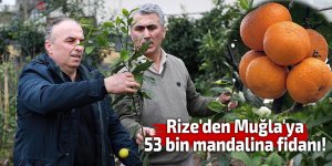 Rize'den Muğla'ya 53 bin mandalina fidanı!