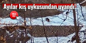 Ayılar kış uykusundan uyandı!