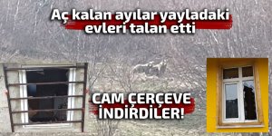 Aç kalan ayılar yayladaki evleri talan etti