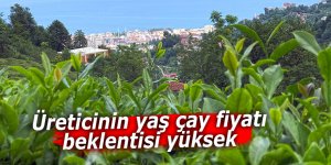 Üreticinin yaş çay fiyatı beklentisi yüksek