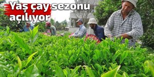 Yaş çay sezonu açılıyor