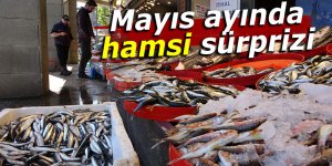 Mayıs'ta hamsi sürprizi