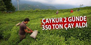 Çaykur 2 günde 350 ton çay aldı