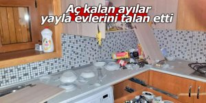 Aç kalan ayılar yayla evlerini talan etti