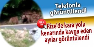 Rize'de kara yolu kenarında kavga eden ayılar görüntülendi