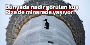 Dünyada nadir görülen kuş Rize'de minarede yaşıyor!