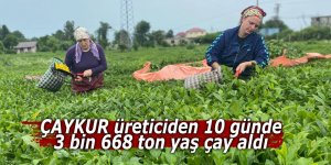 ÇAYKUR üreticiden 10 günde 3 bin 668 ton yaş çay aldı