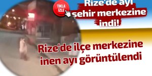 Rize'de ayı şehir merkezine indi!