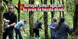 Kuruyan şimşir ağaçları bu proje ile hayata döndü