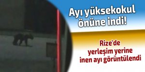 Rize'de ayı yüksekokul önüne indi!