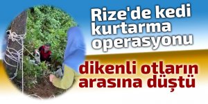 Rize'de kedi kurtarma operasyonu