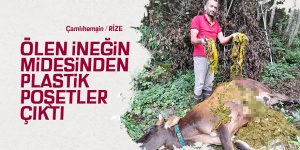 Ölen ineğin midesinden plastik poşetler çıktı