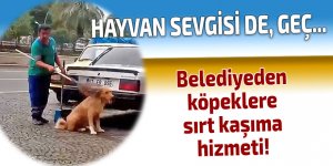 Belediyeden köpeklere sırt kaşıma hizmeti!