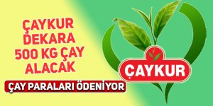 Çaykur dekara 500 kg çay alacak