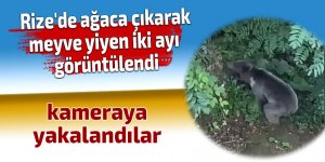 Rize'de ağaca çıkarak meyve yiyen iki ayı görüntülendi