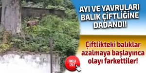 AYI VE YAVRULARI BALIK ÇİFTLİĞİNE DADANDI!