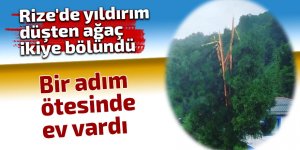 Rize'de yıldırımın düştüğü ağaç ikiye bölündü