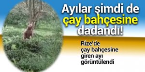 Ayılar şimdi de çay bahçesine dadandı!