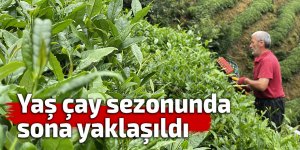 Yaş çay sezonunda sona yaklaşıldı