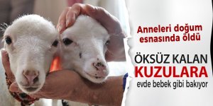 Öksüz kalan kuzulara evde bebek gibi bakıyor