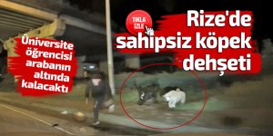 Rize'de sahipsiz köpek dehşeti