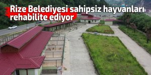 Rize Belediyesi sahipsiz hayvanları rehabilite ediyor