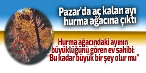 Pazar'da aç kalan ayı hurma ağacına çıktı