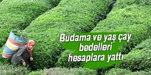 Budama ve yaş çay bedelleri hesaplara yattı