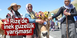 Rize'de inek güzellik yarışması!