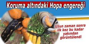 Hopa engereği, uzun zaman sonra ilk kez bu kadar yakından görüntülendi