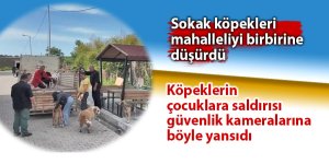 Sokak köpekleri mahalleliyi birbirine düşürdü