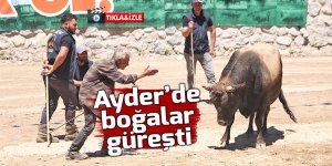 Ayder Festivali'nde 70 boğa güreşti