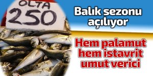 Bu sezon palamut da, istavrit de umut verici