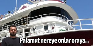 Palamut nereye onlar oraya