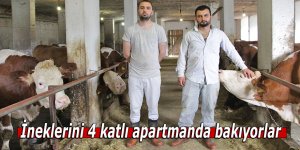 İneklerini 4 katlı apartmanda bakıyor