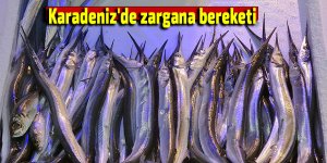 Karadeniz'de zargana bereketi