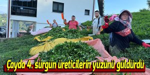 Çayda 4. sürgün üreticilerin yüzünü güldürdü