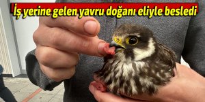 İş yerine gelen yavru doğanı eliyle besledi