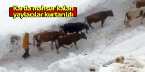 Karda mahsur kalan yaylacılar kurtarıldı