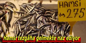 Hamsi tezgâha gelmekte naz ediyor