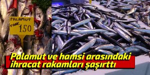 Palamut ve hamsi arasındaki ihracat rakamları şaşırttı