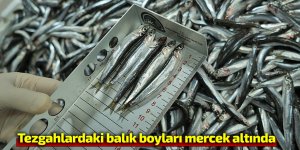 Tezgahlardaki balık boyları mercek altında