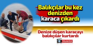 Balıkçılar bu kez denizden karaca yakaladı