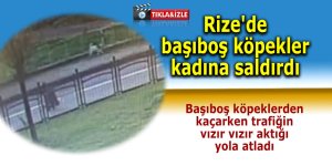 Rize'de başıboş köpekler kadına saldırdı