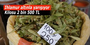 Ihlamur altınla yarışıyor: Kilosu 2 bin 500 TL