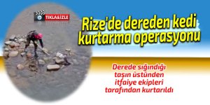 Rize'de dereden kedi kurtarma operasyonu