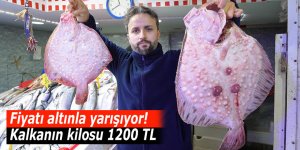 Fiyatı altınla yarışan balık: Kalkanın kilosu bin 200 TL