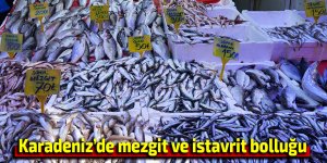 Karadeniz’de mezgit ve istavrit bolluğu