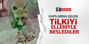 Kapılarına gelen tilkiyi elleriyle beslediler