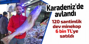 Karadeniz'de 120 santimlik dev minekop avlandı, 6 bin TL'ye satıldı